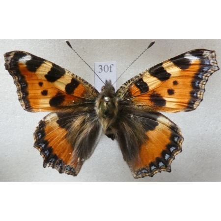 Aglais urticae (Linnaeus, 1758) Rusałka pokrzywnik Czech30f